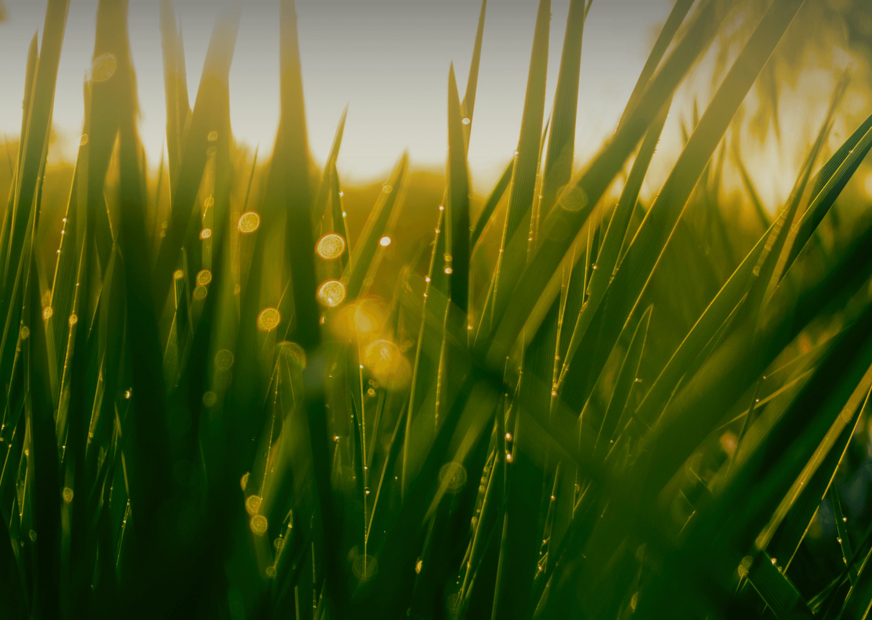 Hero Background